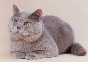 Фото лиловых британцев: взрослые лиловые британские коты и кошки     